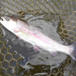 大安トラウトレイク釣果